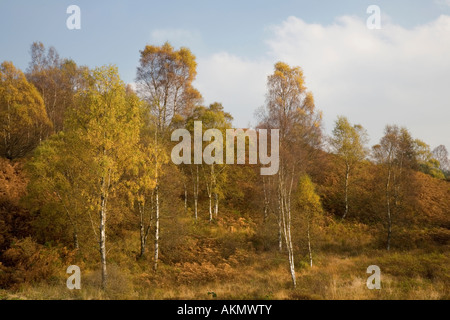 Nativo di betulla colonizzare la collina sopra il duca s passano in Loch Lomond e il Trossachs National Park Foto Stock