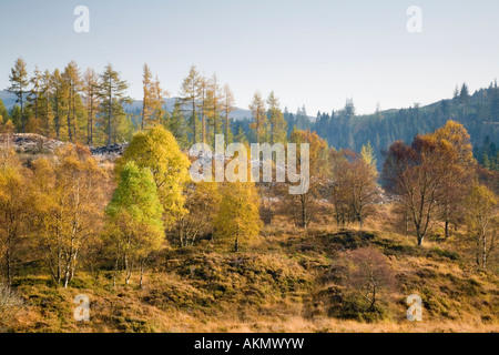 Operazione forestale dare modo di betulla nativo nel Queen Elizabeth Forest Park vicino Aberfoyle Foto Stock