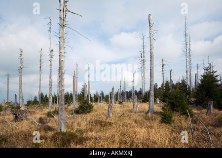 Gli alberi morti danneggiato dalla pioggia acida sul Monte Brocken Harz Bassa Sassonia Germania Foto Stock