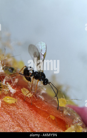 Parassitoide wasp Aphidius ervi recante le sue uova in chiazzato arum afide circumflexum Aulacorthum Foto Stock