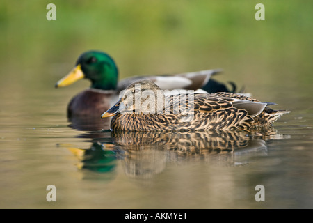 Coppia di Germani Reali Anas platyrhynchos su acqua con la riflessione Potton Bedfordshire Foto Stock