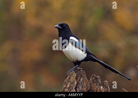 Gazza Pica pica guardando alert Potton Bedfordshire Foto Stock