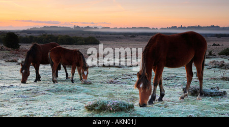 New Forest pony sul frosty brughiera, New Forest National Park, Hampshire Foto Stock