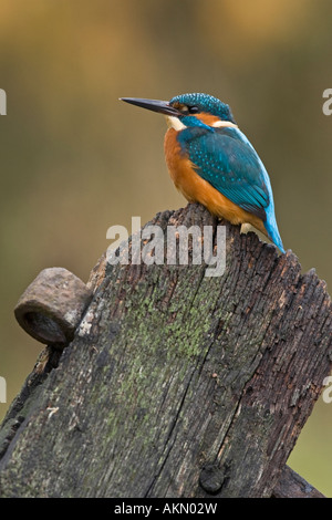 Martin pescatore Alcedo atthis appollaiato sulla porta vecchia cercando alert Potton Bedfordshire Foto Stock