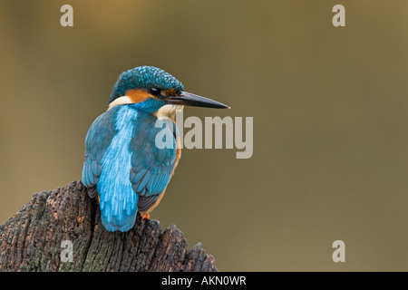 Martin pescatore Alcedo atthis appollaiato sulla porta vecchia cercando alert Potton Bedfordshire Foto Stock