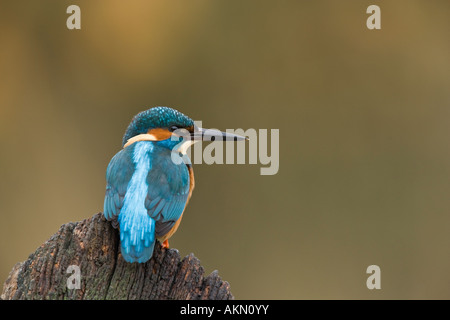 Martin pescatore Alcedo atthis appollaiato sulla porta vecchia cercando alert Potton Bedfordshire Foto Stock
