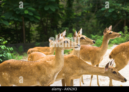 Cervi in Thailandia zoo aperto Foto Stock