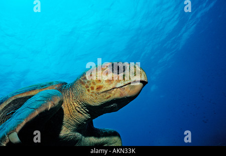 Tartaruga Caretta Caretta caretta Antille Olandesi Bonaire Mar dei Caraibi Foto Stock