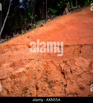 Profilo del suolo tropicale che mostra uno strato molto sottile di suolo superiore e pesantemente lisciviato rosso laterite sottosuolo Praslin, Seychelles Foto Stock