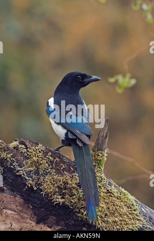 Gazza Pica pica guardando alert Potton Bedfordshire Foto Stock