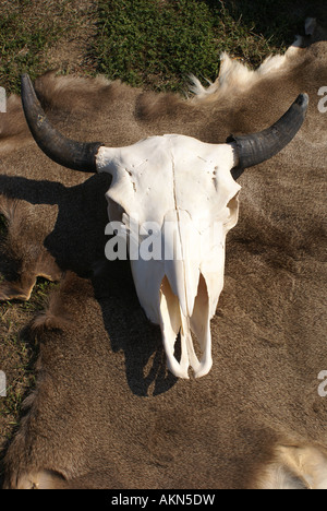 Cranio della mucca Foto Stock