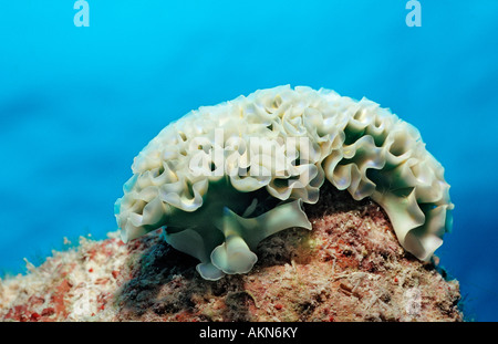 Lattuga di mare slug Tridachia crispata Antille Olandesi Bonaire Mar dei Caraibi Foto Stock