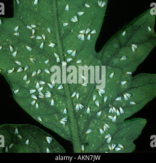 Glasshouse whitefly Trialeurodes vaporariorum infestazione su una foglia di pomodoro Foto Stock