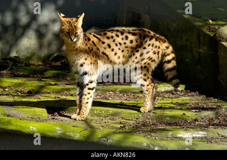 Serval Leptailurus serval Foto Stock