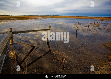 Acqua stagnante in un campo Foto Stock