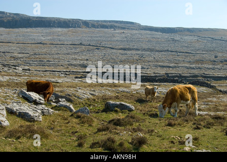 Pavimentazione di pietra calcarea e vacche su The Burren, County Clare, Irlanda Foto Stock