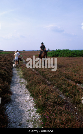 Gli scuotipaglia e il cavaliere a cavallo nella nuova foresta Hampshire England Regno Unito Foto Stock