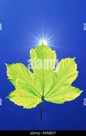 Sole che splende dietro una foglia di acero nel cielo blu Foto Stock