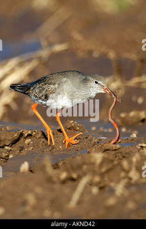 Redshank, Tringa totanus fresco sul campo arato con grandi lombrico nella sua bill. Foto Stock