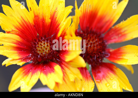 Le goccioline di acqua su Brown eyed Susan fiori selvatici in Alberta Foto Stock