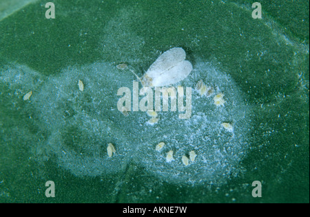 Cavolo whitefly Aleyrodes proletella femmina adulta con le sue uova Foto Stock