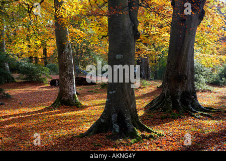In autunno la visualizzazione dei colori di una nuova foresta maturare in legno di faggio, Hampshire Foto Stock