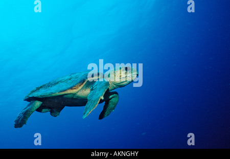 Tartaruga Caretta Caretta caretta Antille Olandesi Bonaire Mar dei Caraibi Foto Stock