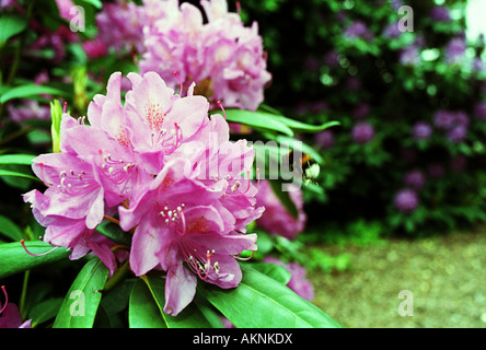 Fiori di rododendro Foto Stock