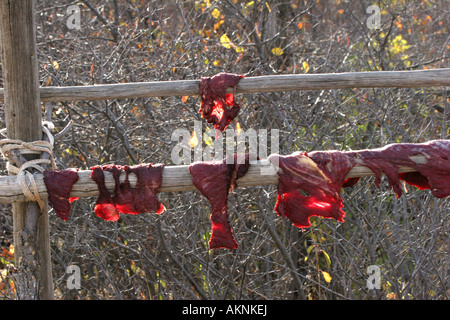 Taglio fresco carne di bufalo di essiccazione al sole su un rack di registro a diventare a scatti di un cibo tipico dei nativi Indiani Americani Foto Stock