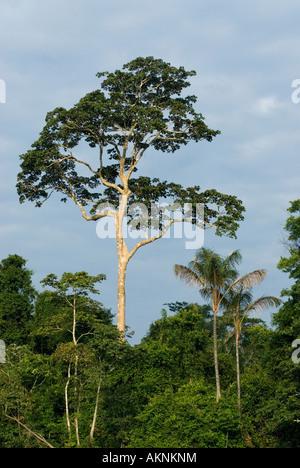 Emergenti albero della foresta pluviale, Mamiraua Riserva Ecologica, Amazon, BRASILE Foto Stock