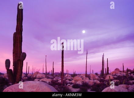 Cacti all'alba con la luna, Desierto Central nei pressi di Rosarito, Baja California, Messico Foto Stock