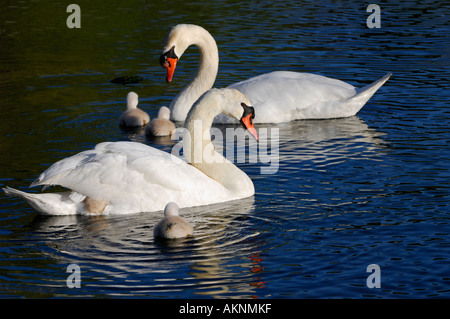 Cigno famiglia di cinque cygnets con due scalate sul dorso della madre Foto Stock