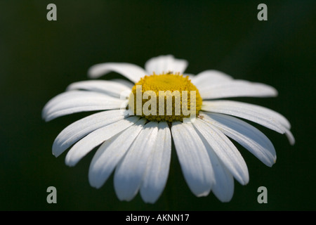 Occhio di bue daisy Oxfordshire, Regno Unito Foto Stock