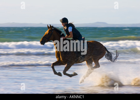 Giovane donna corse una baia a cavallo su vasta Oasi Beach Pembrokeshire Wales Regno Unito Foto Stock