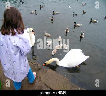 Ragazza giovane alimentazione di anatre e cigni con pane Foto Stock