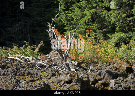 Letto di lava con Autunno a colori a partire dal vitigno acero in Oregon Cascades 2005 Foto Stock