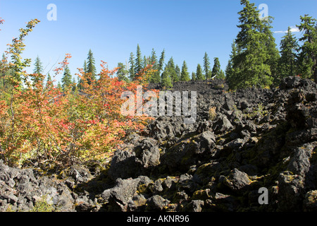Letto di lava con Autunno a colori a partire dal vitigno acero in Oregon Cascades 2005 Foto Stock