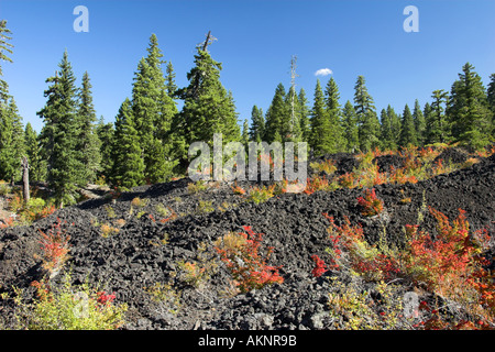 Letto di lava con Autunno a colori a partire dal vitigno acero in Oregon Cascades 2005 Foto Stock