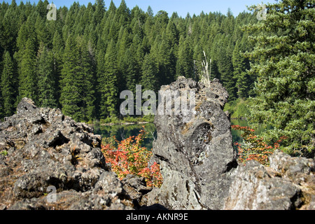 Letto di lava con Autunno a colori a partire dal vitigno acero in Oregon Cascades 2005 Foto Stock