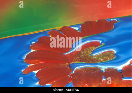 Vista artistica di Gerbera Daisy Foto Stock