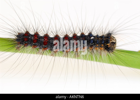 Hairy Gypsy Moth Lymantria dispar larva bruco su foglie vista superiore Foto Stock