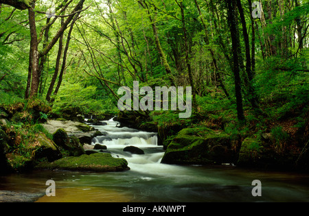 Golitha Falls in Cornwall, Regno Unito, nella tarda primavera Foto Stock