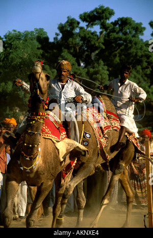 Rajasthan un cammello gara durante il cammello di Pushkar fair e festival indù kartik purnima Foto Stock