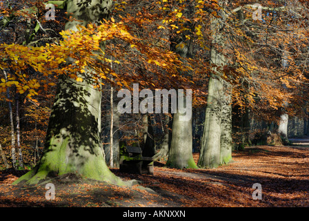 Autunnale di faggi in Delamere Forest nel Cheshire Foto Stock