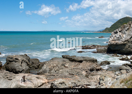 Colonia di foche a Ohau punto sulla costa Highway SH1, a nord di Kaikoura, Isola del Sud, Nuova Zelanda Foto Stock