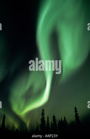 Aurora Boreale 'Northern Lights" sopra la foresta boreale, del Nord Alaska Foto Stock