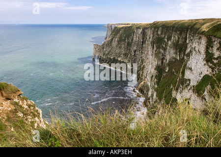Chalk cliff facce a Bempton Cliffs RSPB Riserva naturale in estate. North Yorkshire, Regno Unito Foto Stock