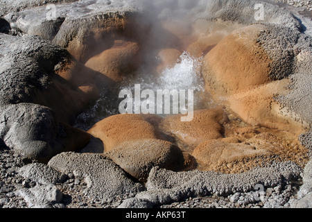 Molla di Shell, Biscuit Basin, il Parco Nazionale di Yellowstone, Wyoming Foto Stock