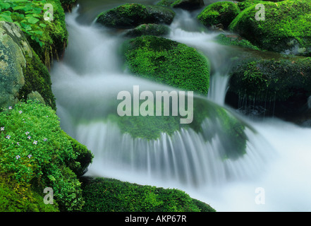 Ruscello di montagna Parco Nazionale di Great Smoky Mountains USA, da Bill Lea/Dembinsky Foto Assoc Foto Stock