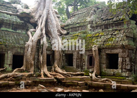 Ta Prohm rovine del tempio con la figura dei grafi ad albero che cresce su parete Foto Stock